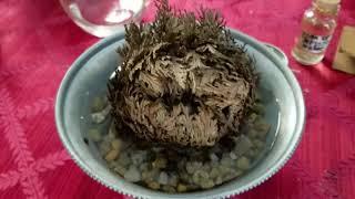 Rose of Jericho Kit Part 2