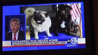 Stolen pug from NJ turned over to Save Some Souls in Houston after 2 years