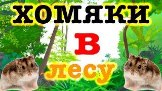 Отвёз ХОМЯКОВ в лес{Лучшие условия для хомяков} яХрумка