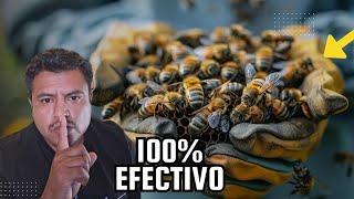 Mi SECRETO Para Que No se Vayan las Abejas Al Dividir  