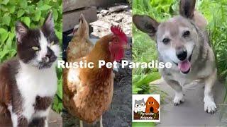 Favorite Friends / Stream #19 Rustic Pet Paradise