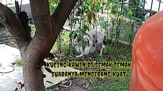 Kucing Kawin Di semak Suaranya Sampai Mengerang Kuat