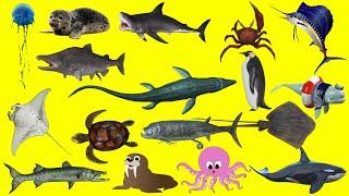 Shark, Orca Whale, Penguin, Salmon, Octopus, Turtle, Squid, Crab, Walrus