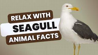 Seagull