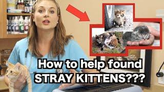 How to help FOUND STRAY KITTENS? | Veterinarian Explains