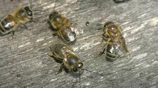 Как пчелы освобождаются от клеща