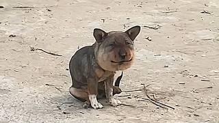 His face swelled,not from the bee,but from collar pressure causing head congestion—bee puppy’s story