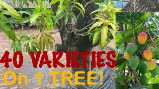 Grafted 40 + Mango different varieties  on 1 Tree