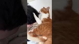 Orange cat behavior  #funny #funnypet #pets #funnyanimal #cats