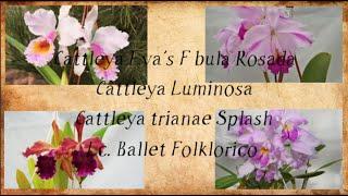 Cattleya Eva's Fábula Rosada  ,Cattleya Luminosa , Cattleya trianae Splash ?Lc. Ballet Folklorico