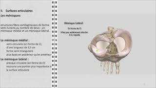 ANATOMIE FMPM GENOU