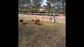 Monty and Midas. Doggie Daycare Va Beach