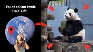 I Found a Giant Panda On Google Map And Google Earth