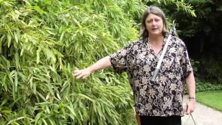 How to Prune Bamboo - Instructional Video w/ Plant Amnesty