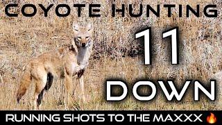 The Best Daytime Coyote Hunting | 11 Down | Epic Running Shots  | Hard Charging Action | New 2024