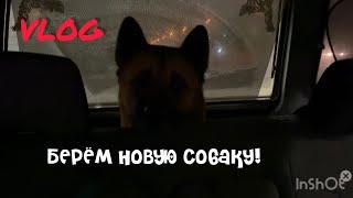 Небольшой VLOG||взяли еще одну собаку..