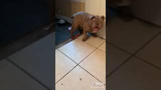 MOOSE Bulldog of TikTok ️️