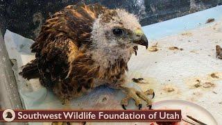 Rescued Baby Hawk