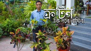 ক্ৰʼটন কি দৰে ৰাখিব।How to maintain Crotons | Parijat Nursery Jorhat