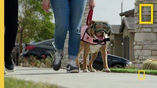 Calming an Overly Excitable Dog  | Cesar Millan: Better Human Better Dog