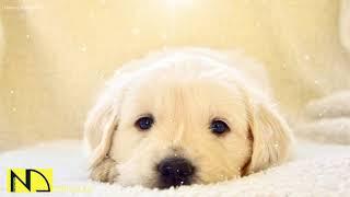 10 Hours Relaxing Sleep Music  Dog Sleep Music  Stress Relief Music, Calming Sleep Music