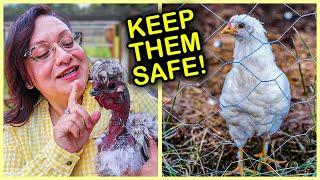 How to SAFELY Add Young Chickens to Your Existing Flock