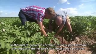 Certified seed ... the basis for a successful potato crop