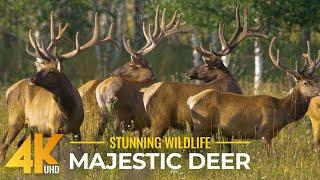 Amazing Wildlife of South Urals (4K UHD) Deer Forest and Beauty of Wild Nature