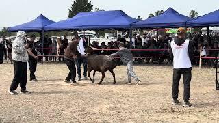 (1829) чемпионка стала двухкратной Чемпионкой.рост 99см. вес 141 кг