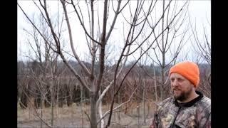 Pruning a Maple Tree