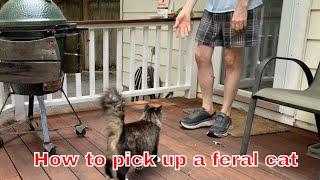 How to pick up a feral cat (Mona enoys this!)