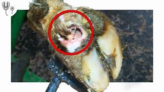 PUS POURS out of this HIDDEN CAVITY!!!