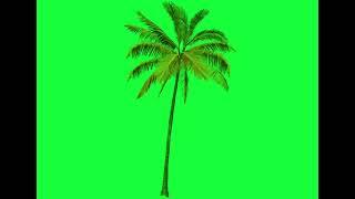 Palm tree|green screen