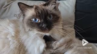 Two Ragdoll cats showing each other some love || Viral Video UK