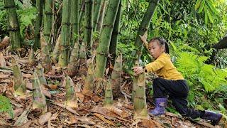 Harvest bamboo shoots and go to the market when mother is away | Tương Thị Mai