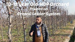 10 -12 year Old HDP Orchard (Central Leader system)