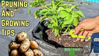 Growing and Pruning Potato Plants for Bigger Harvest ! Maximum Production!#potato #garden #gardening