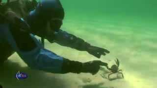 European green crab or shore crab (Carcinus maenas) Травяной краб