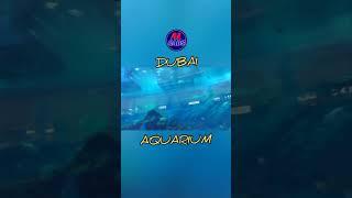 DUBAI AQUARIUM #dubai #dubaiaquarium #shorts #short #shortvideos #shortsvideo #alcabs