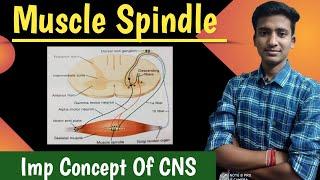 Muscle Spindle || Golgi tendon organ ||Muscle stretch reflex ||CNS Physiology || Ashish Agrawal