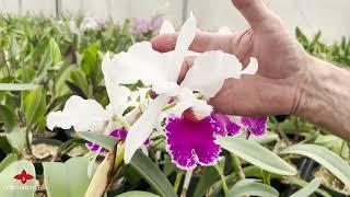 OrchidWeb - Cattleya labiata types