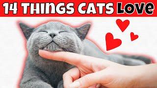 14 Things Cats LOVE (#3 Might Wake You Up)