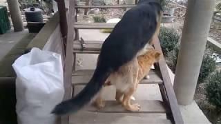 Dog vs Cat | Dog and Cat sex | Собака и кошка секс