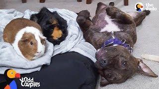 Pit Bull Dog Wins Over Her Guinea Pig Sisters | The Dodo Odd Couples