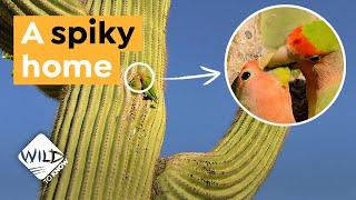 How this African Parrot Ended Up in a Cactus in Arizona I Wild to Know