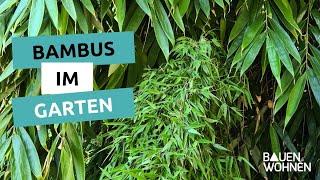 Bambus: Sichtschutz für den Garten I BAUEN & WOHNEN