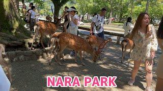 【外国人観光客の反応】奈良公園は想像以上に凄かった️