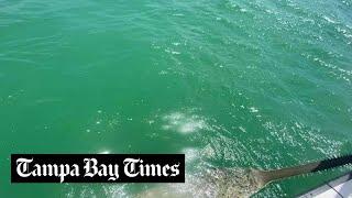 Researchers catch and tag first healthy adult smalltooth sawfish in the Tampa Bay area