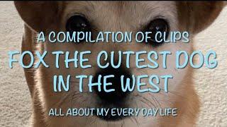 Clip Compilation Meet FoX The Cutest Dog in the West