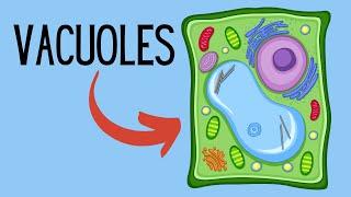 Functions of Vacuoles